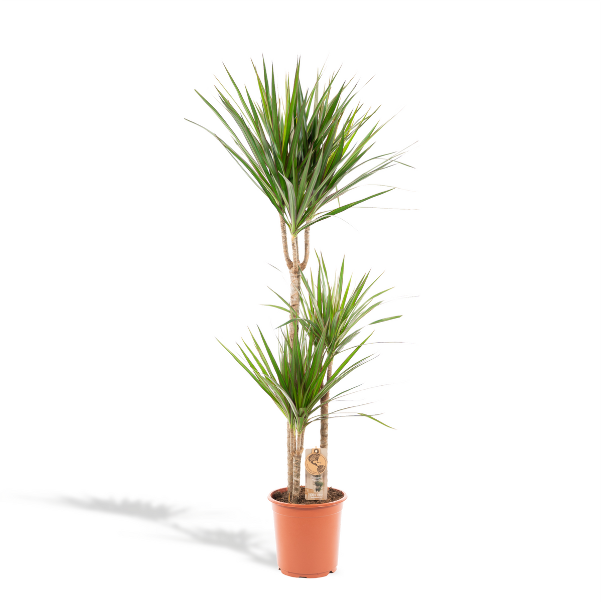 Dracaena Marginata - Ø21cm - ↕110cm