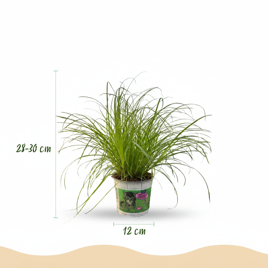 Kamerplant - Cyperus alternifolius Zumula - Kattengras - Huisdiervriendelijke Plant - Groen - 4 Planten - met Potter Wit - Pot 12cm - Hoogte 20cm