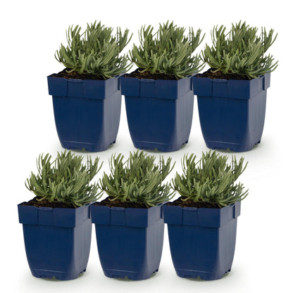 Vasteplant - Lavandula Tricolour - Lavendel - Geurend - Blauw - Roze - Wit - 6 Planten - Pot 11cm - Hoogte 15-25cm