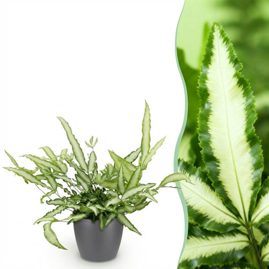 Kamerplant - Pteris cretica Albolineata - Lintvaren - Huisdiervriendelijke Plant - Groen - 1 Plant - met Potter Grijs - Pot 12cm - Hoogte 20cm