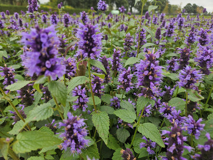 60x Agastache 'Blue Fortune' - ↕10-25cm - Ø9cm