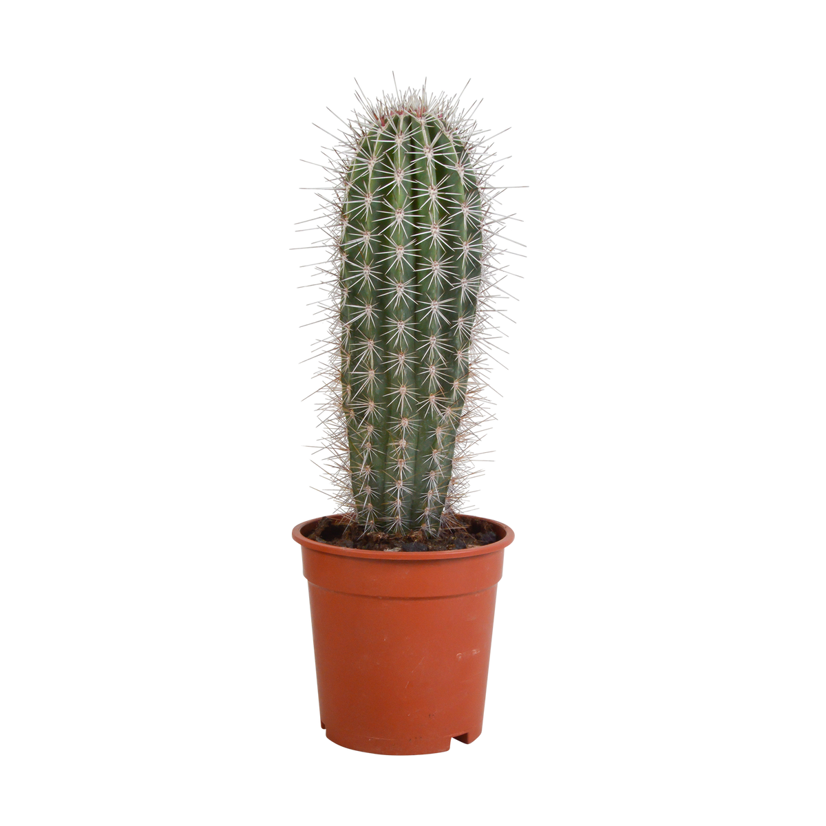Pachycereus pringlei - 17cm - zonder pot