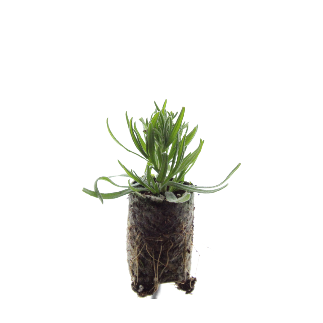 Lavandula 'Munstead' – 6 Pluggen | Kweek & Geniet van Geurende Lavendel