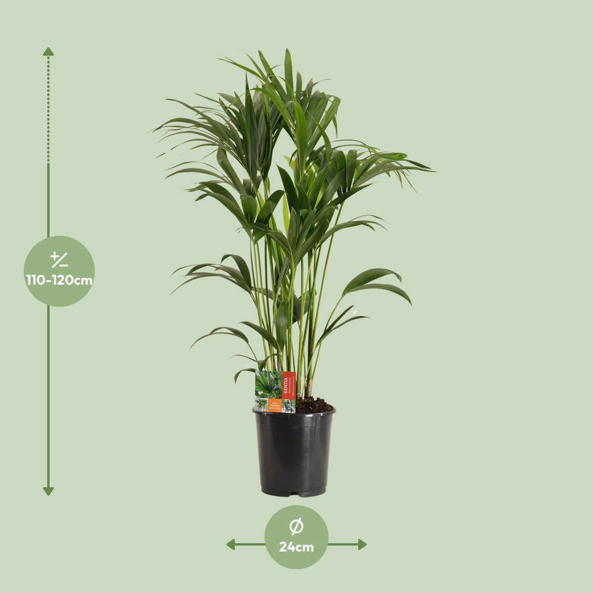 Howea Forsteriana - Ø24cm - ↕120cm