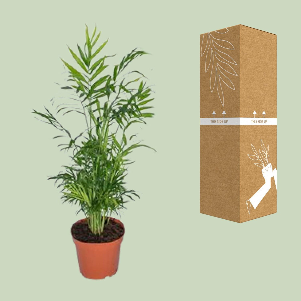 Chamaedorea Elegans - Mexicaanse Bergpalm - Ø17cm - ↕55cm