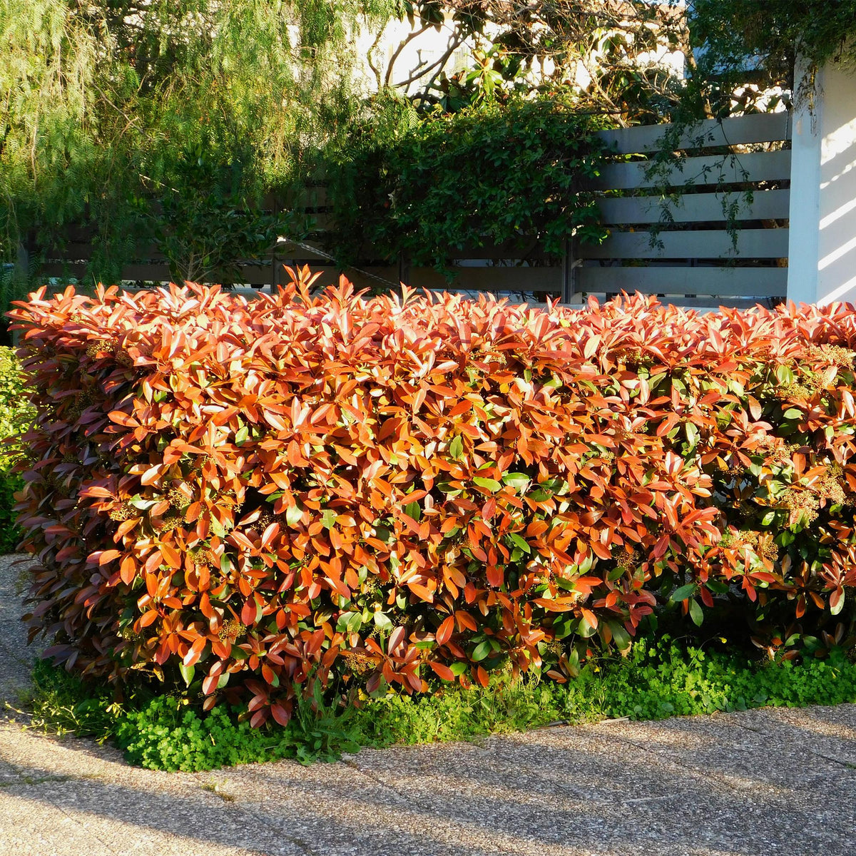 Haagplanten - Photinia fraseri Red Robin - groen rood  - 6 planten - 1 strekkende meter - groenblijvend - pot 17cm hoogte 50cm