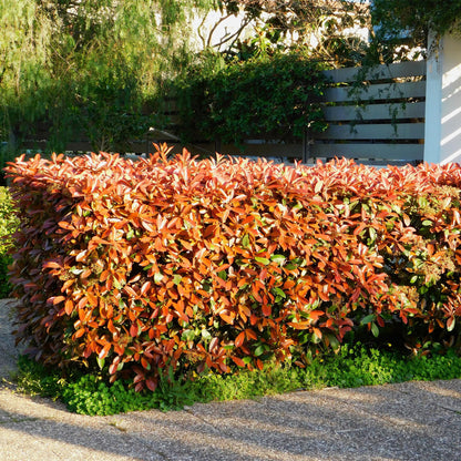 Haagplanten - Photinia fraseri Red Robin - groen rood  - 6 planten - 1 strekkende meter - groenblijvend - pot 17cm hoogte 50cm