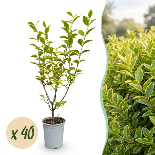 40x Ligustrum ovalifolium Aureum - Bontbladige Liguster - Haagplanten - Groenblijvend - Bont - Pot 9cm - Hoogte 35-45cm