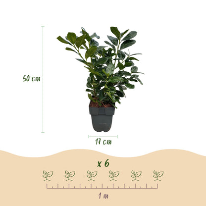 Haagplanten - Prunus laurocerasus Etna - blad groen - 6 planten - 1 strekkende meter - groenblijvend - pot 17cm hoogte 50cm