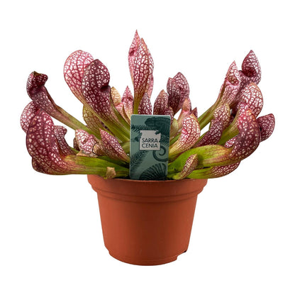 Sarracenia Scarlet Belle - Ø12cm - ↕20cm