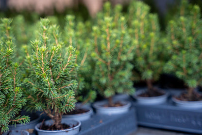 12x Mini-kerstboom - ↑15-20 cm - Ø 6 cm Picea Glauca Perfecta