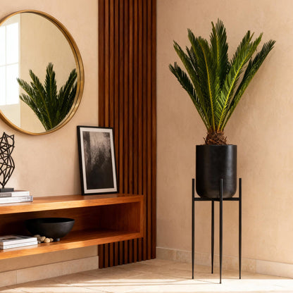 Kamerplant - Cycas revoluta - Palmvaren - Weinig onderhoud - Groen - 2 - Pot 15cm - Hoogte 45-55cm