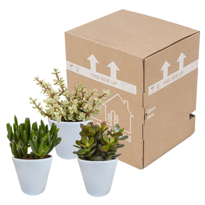 Crassula mix 8.5 cm - 3x - in witte pot