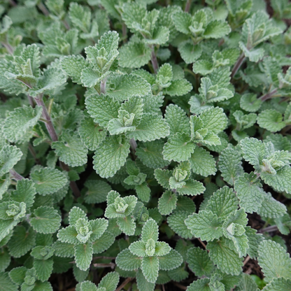 12x Nepeta faassenii - ↕10-25cm - Ø9cm