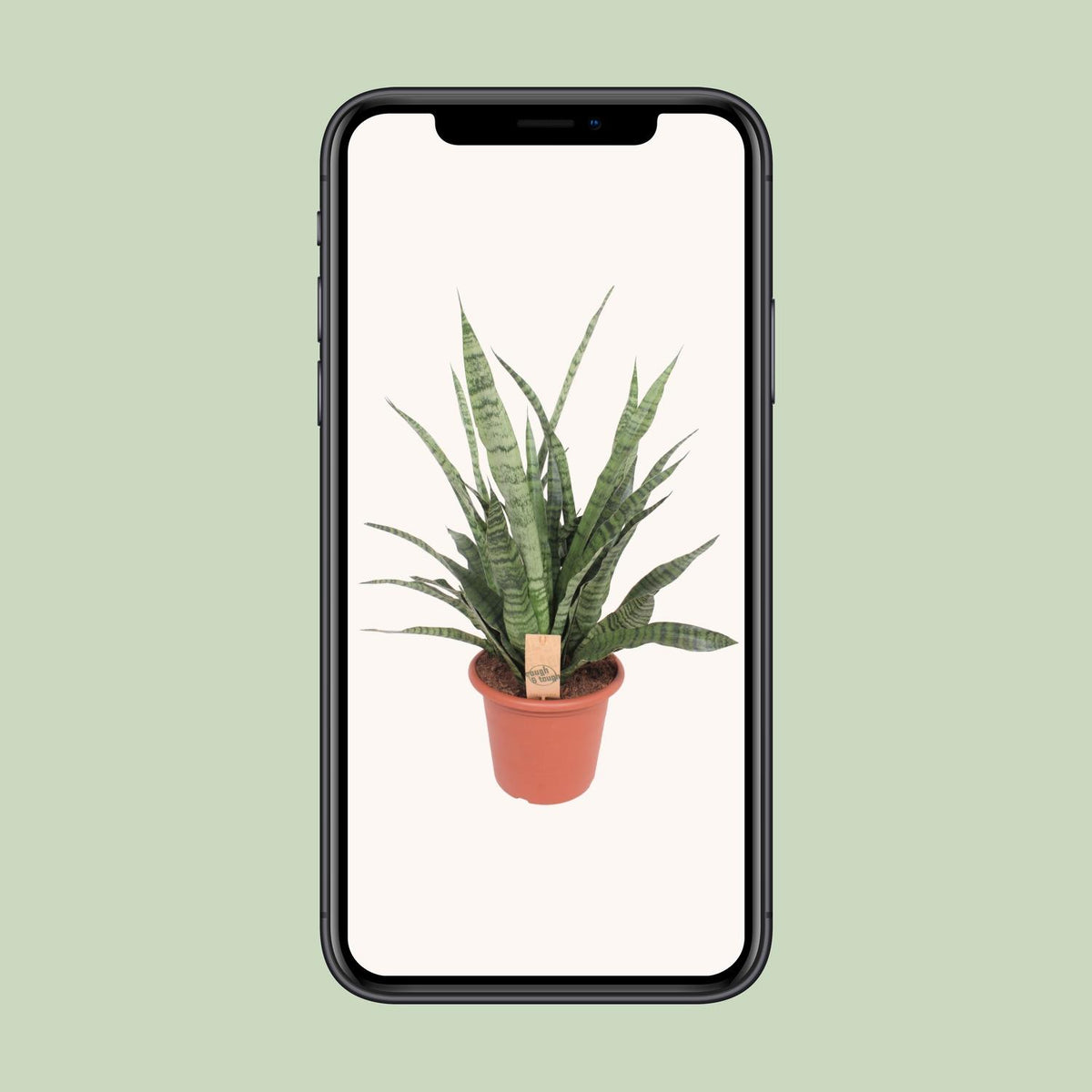 Sansevieria Diamond Green - Ø25cm - ↕80cm