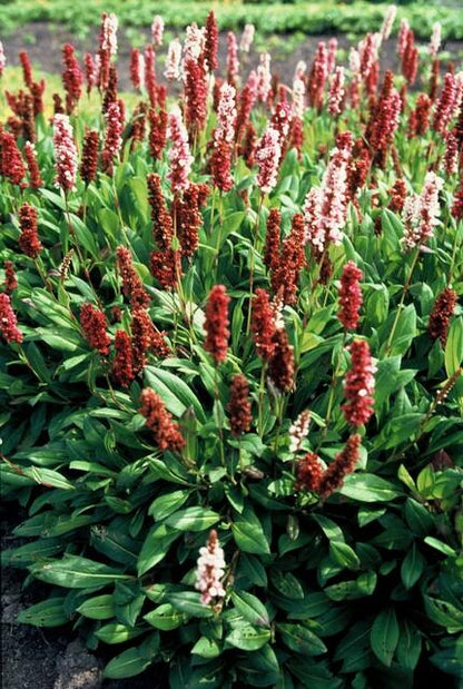 6x Persicaria aff. 'Darjeeling Red' - ↕10-25cm - Ø9cm