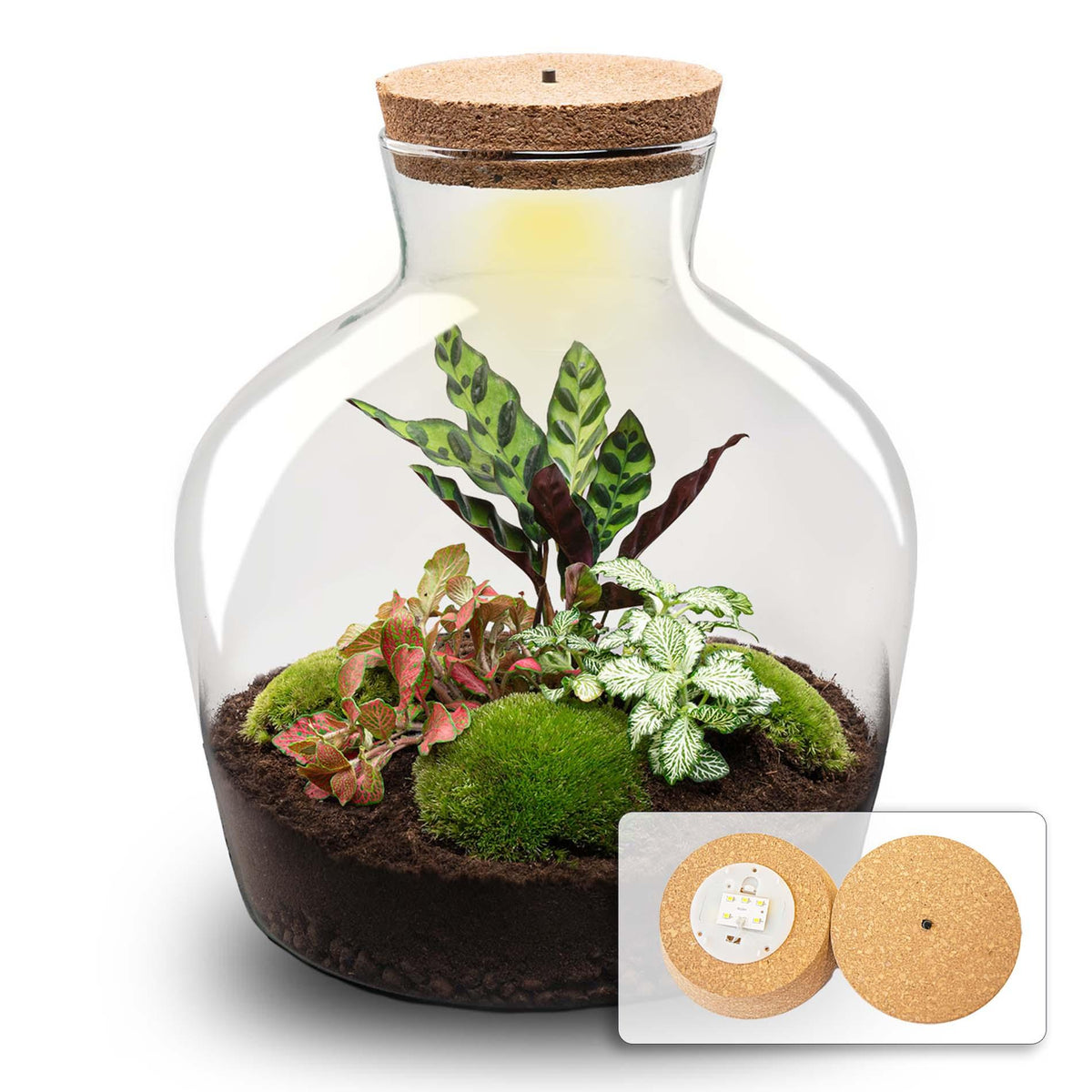 DIY Planten terrarium met licht - Fat Joe Red - Ø 29 cm ↑ 30 cm - No Tools