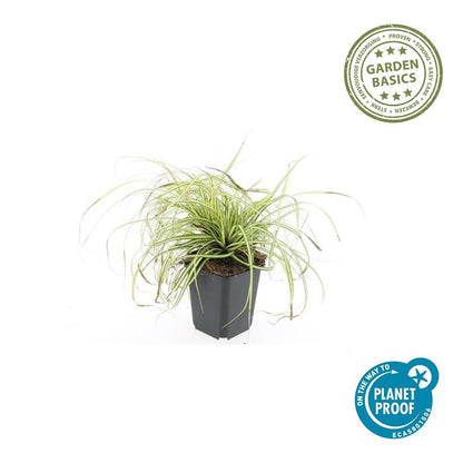 6x Carex oshim. 'Evergold'  - ↕10-25cm - Ø9cm