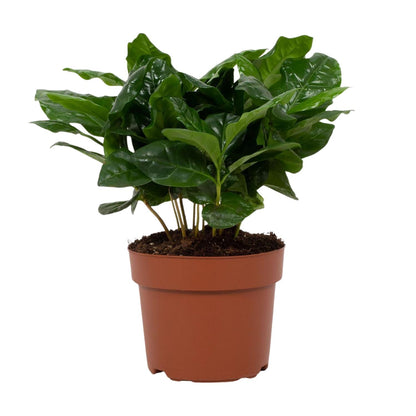 Coffea Arabica 12cm - Ø12cm - ↕22cm