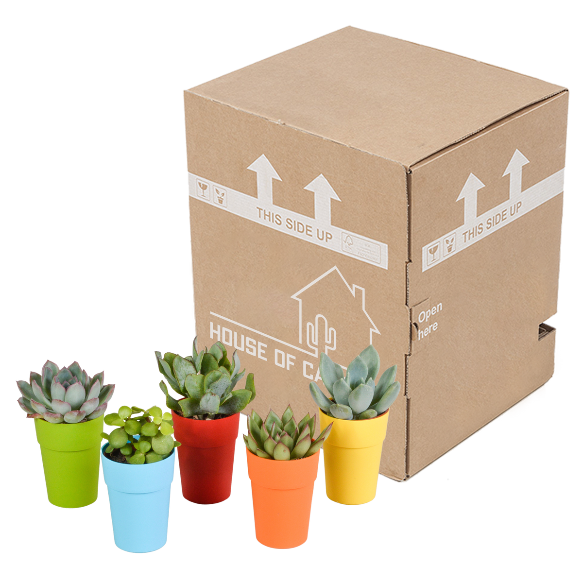 Vetplanten mix 5.5 cm - 5x - in gekleurde plasticpot