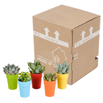 Vetplanten mix 5.5 cm - 5x - in gekleurde plasticpot
