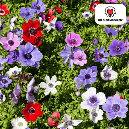 Anemonen enkel 30 stuks