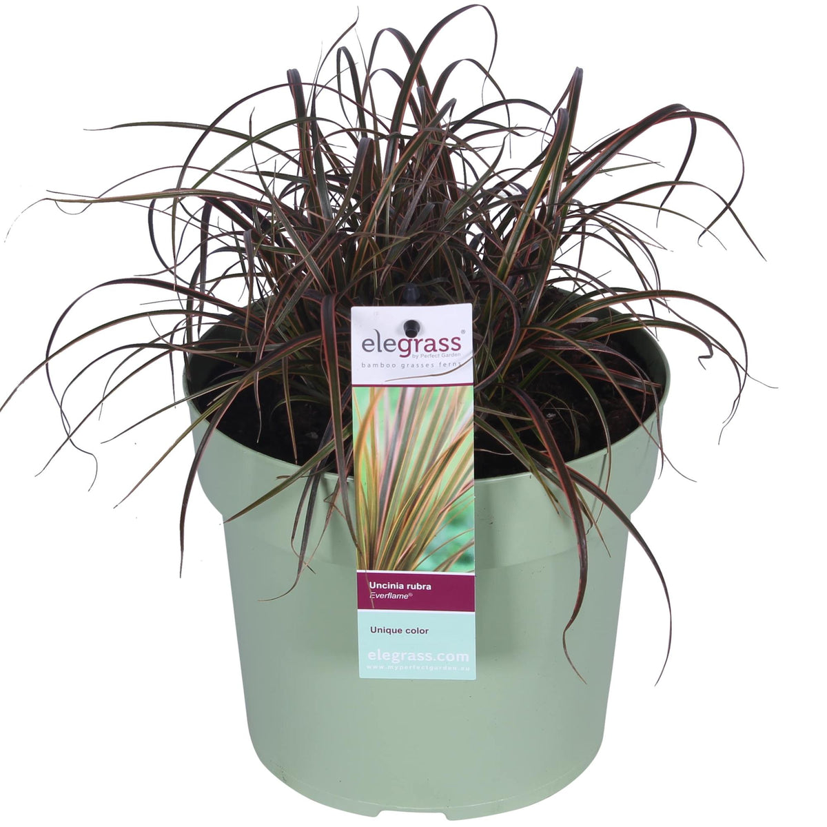 Uncinia rubra Everflame - Ø19cm - ↕40cm - Ø19 - ↨40cm