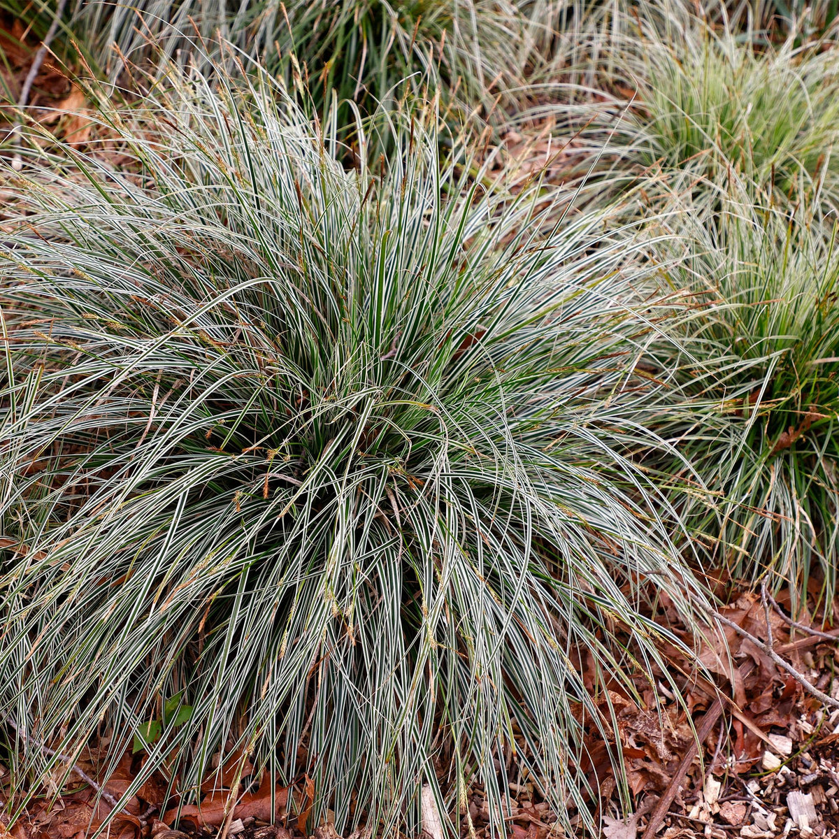 Siergrassen - Carex oshimensis Everest - Wit en Groen - 2 Planten - Bladhoudend - Weinig Onderhoud - Pot 17cm Hoogte 50cm