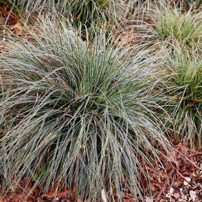 Siergrassen - Carex oshimensis Everest - Wit en Groen - 2 Planten - Bladhoudend - Weinig Onderhoud - Pot 17cm Hoogte 50cm