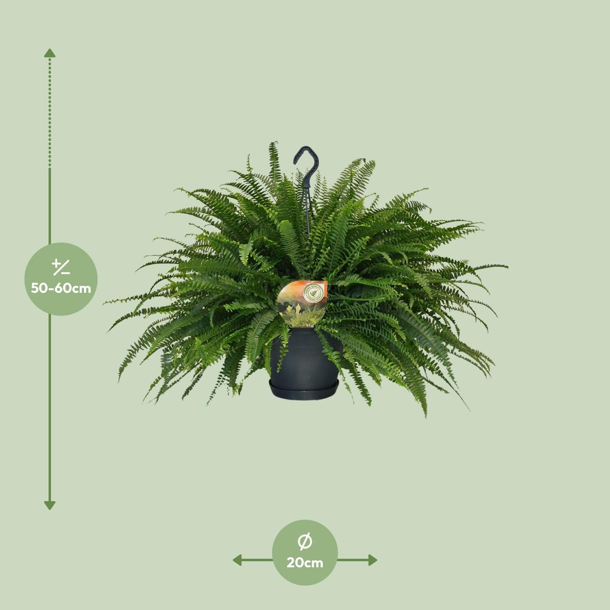 Nephrolepis Green Lady - Ø20cm - ↕60cm