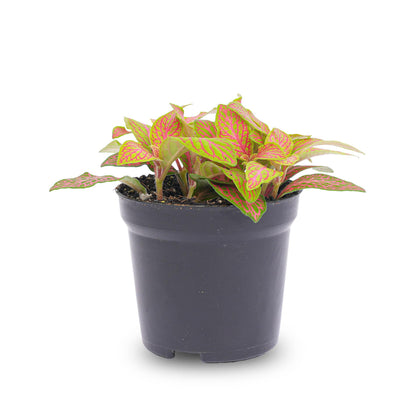 Fittonia Oranje - Roze - Ruby Lime - Mozaiekplantje - Potmaat 8