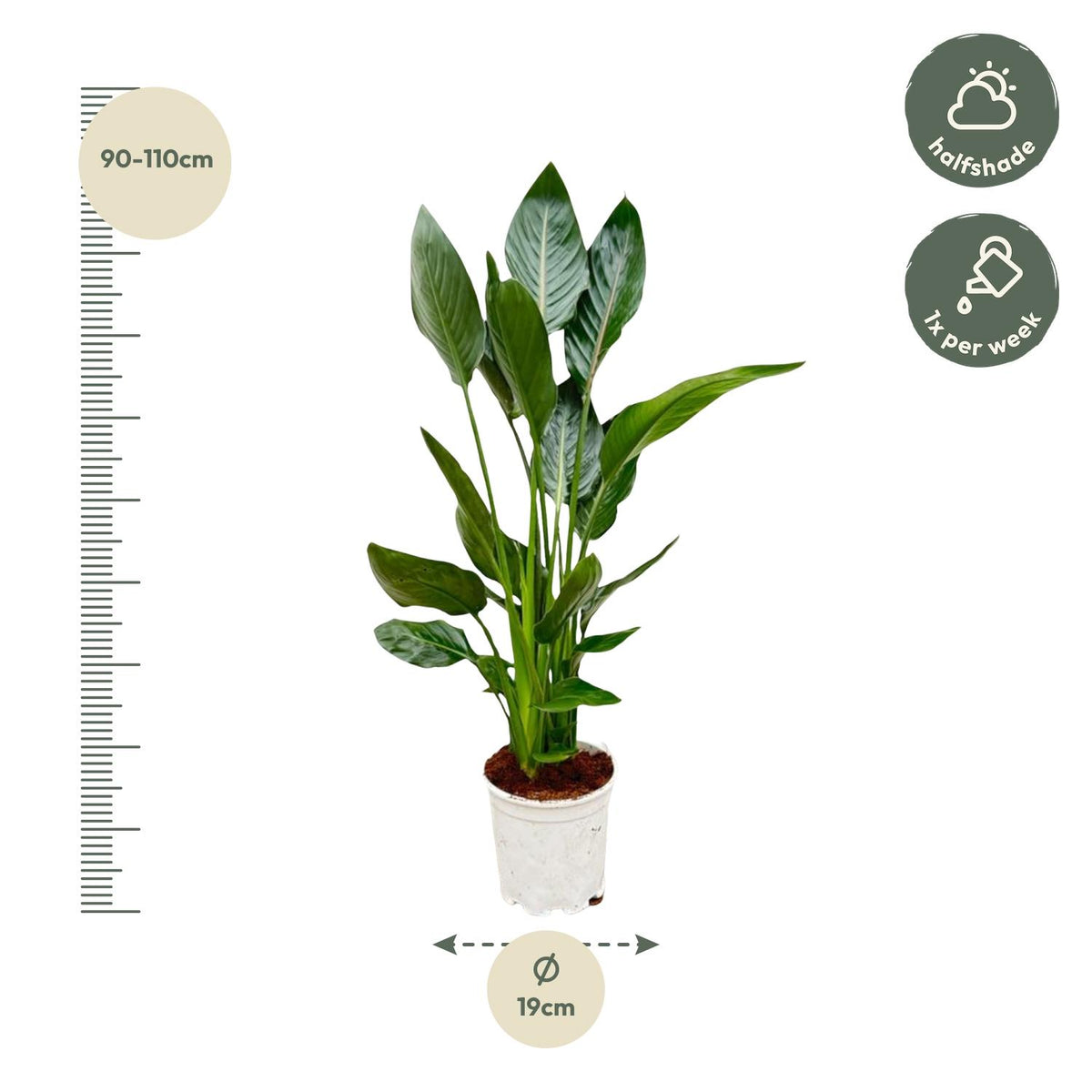 Strelitzia Reginae - 100 cm - Ø21