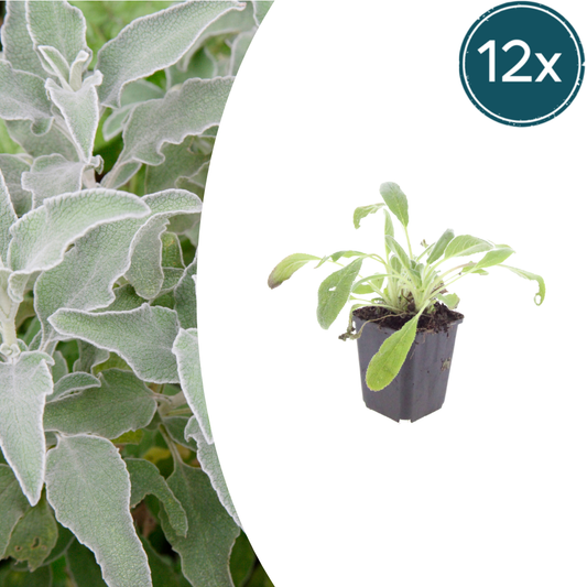 12x Stachys byzantina - ↕10-25cm - Ø9cm