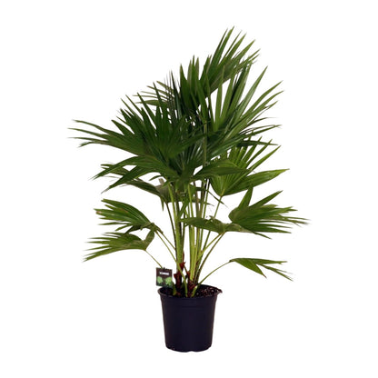 Livistona Chinensis - Ø24cm - ↕100cm