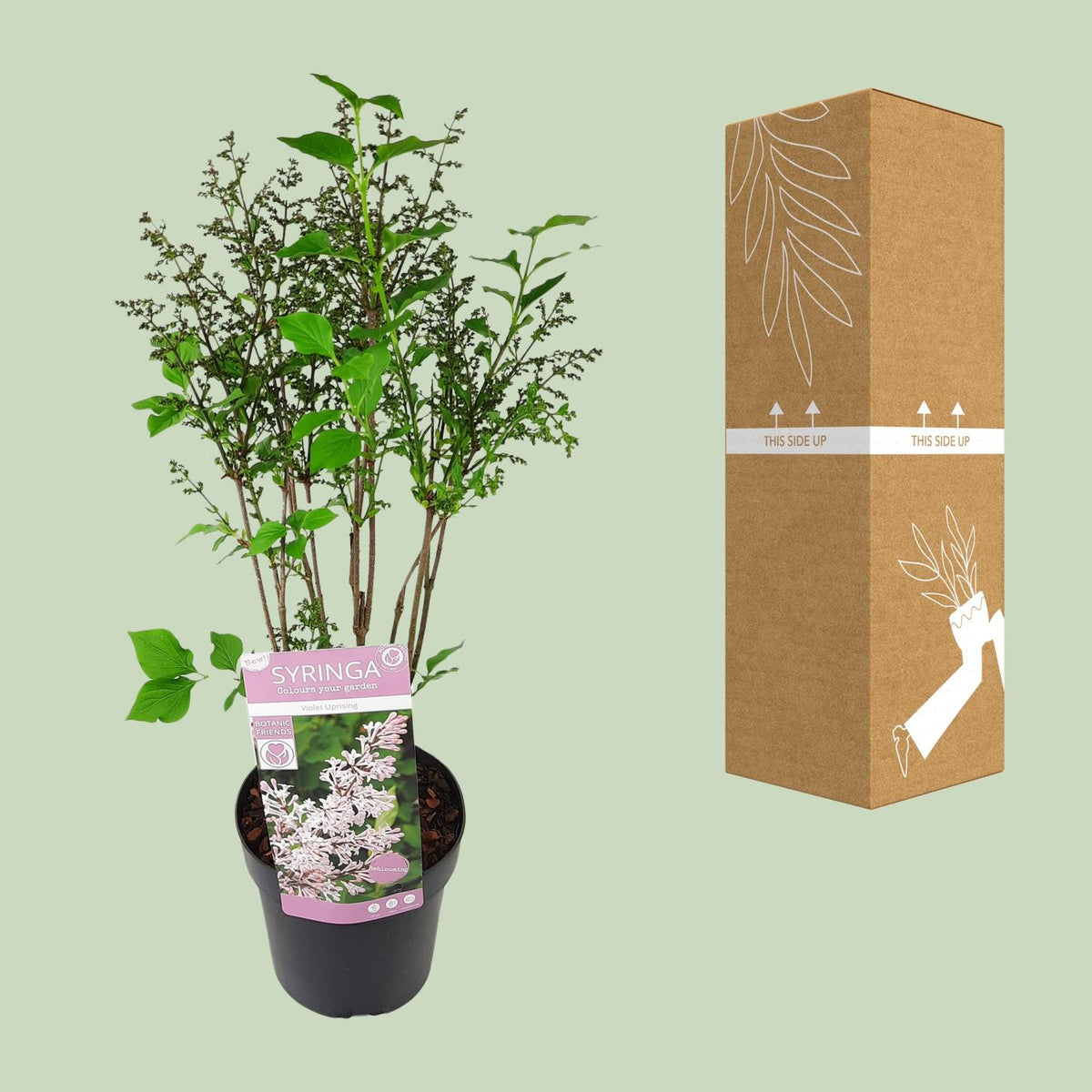 Syringa pat. 'Violet Uprising' - Ø19cm- ↕35cm
