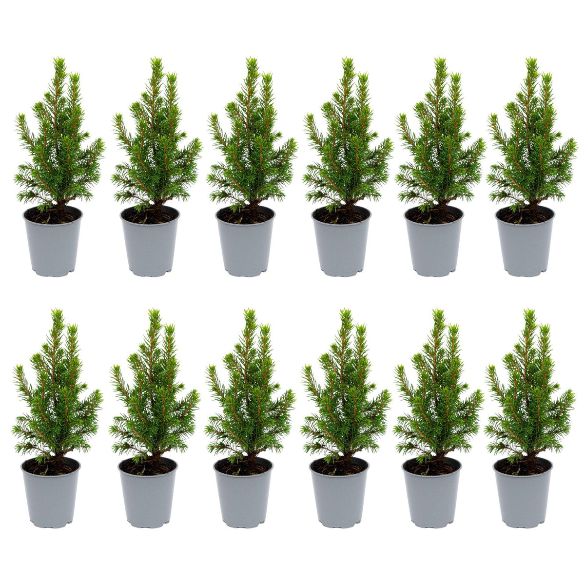 12x Mini-kerstboom - ↑15-20 cm - Ø 6 cm Picea Glauca Perfecta