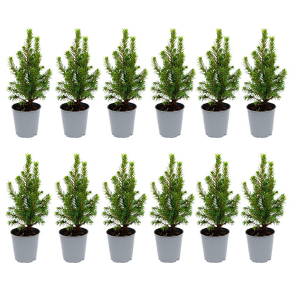 12x Mini-kerstboom - ↑15-20 cm - Ø 6 cm Picea Glauca Perfecta