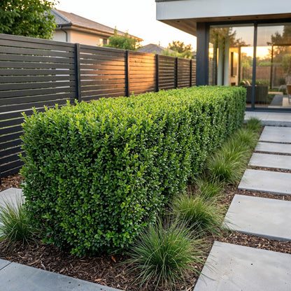 40x Buxus sempervirens - Palmboompje - Haagplanten - Groenblijvend - Groen - Pot 9cm - Hoogte 20-25cm