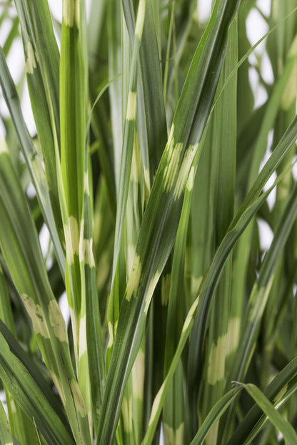 Miscanthus sinensis Strictus - Ø23cm - ↕60cm - Ø23 - ↨60cm