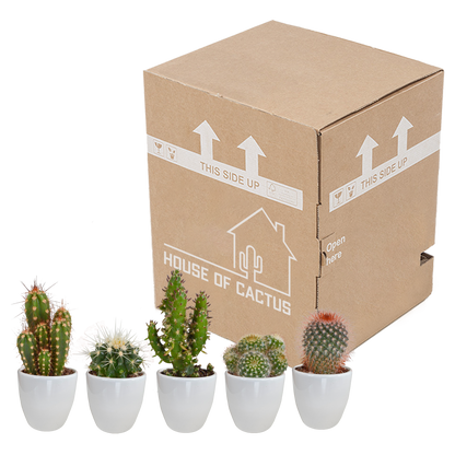 Cactus mix 5.5 cm - 5x - in witte pot