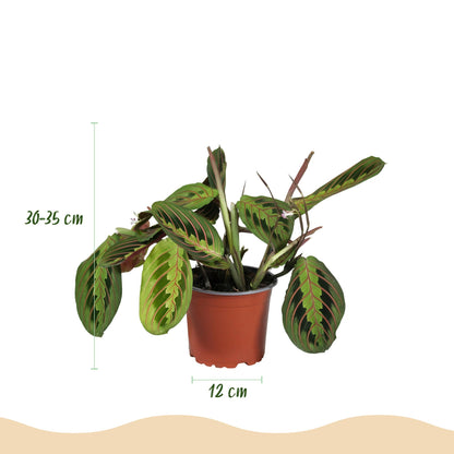 Kamerplant - Maranta Fascinator Tricolour - Gebedsplant - Huisdiervriendelijke Plant - Groen - 4 Planten - met Mand - Pot 12cm - Hoogte 25cm