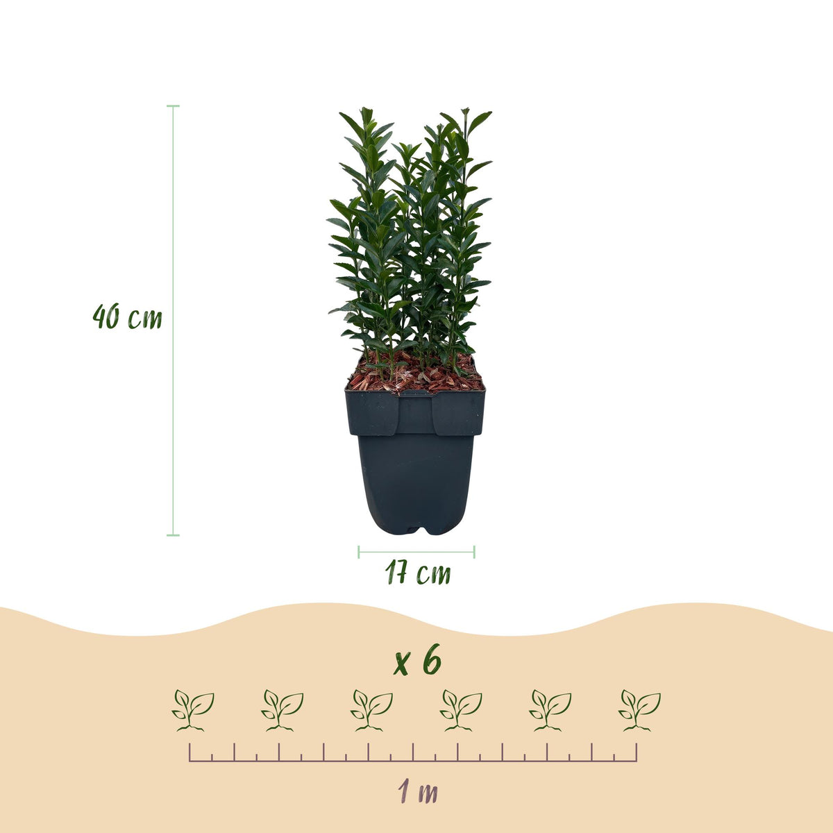 Haagplanten - Euonymus japonica Green Spire -  blad groen - 6 planten - 1 strekkende meter - groenblijvend - pot 17cm hoogte 40cm