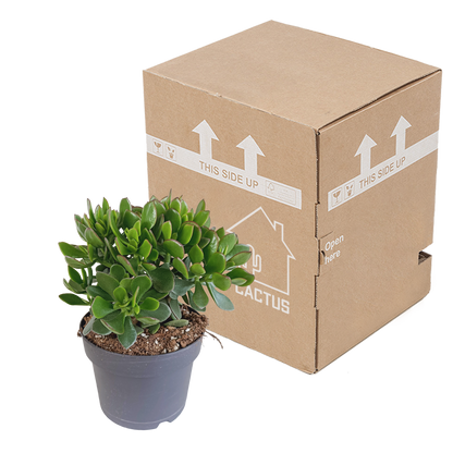 Crassula minova 17cm