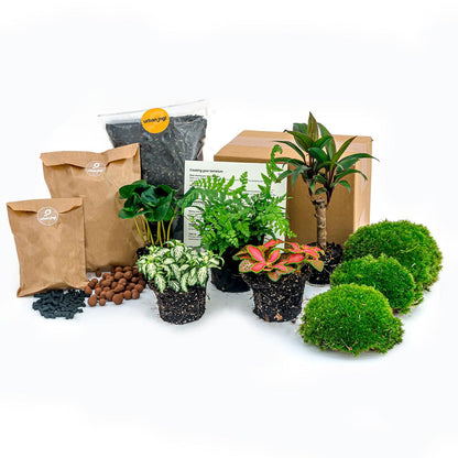 Planten terrarium navulling & startpakket - Jungle