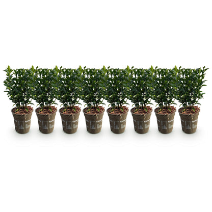 8x Euonymus japonica Green Spire - Kardinaalsmuts - Haagplanten - Groenblijvend - Groen - Pot 9cm - Hoogte 20-25cm