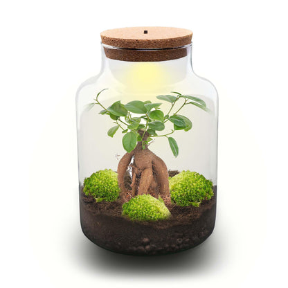 DIY Planten terrarium met licht - Milky Bonsai - Ø 21 cm ↑ 30 cm - Rake + Shovel + Tweezer
