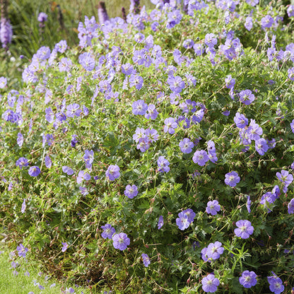 12x Geranium Rozanne - ↕10-25cm - Ø9cm