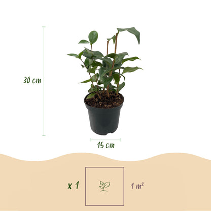 Heesters - Camelia japonica Tricolour - Bloem Roze, Wit en Rood - 3 Planten - 1 m2 - Groenblijvend - Pot 15cm Hoogte 30cm