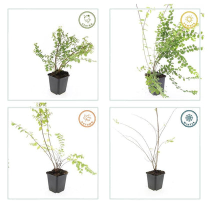 60x Symphoricarpos ch. 'Hancock' - ↕10-25cm - Ø9cm