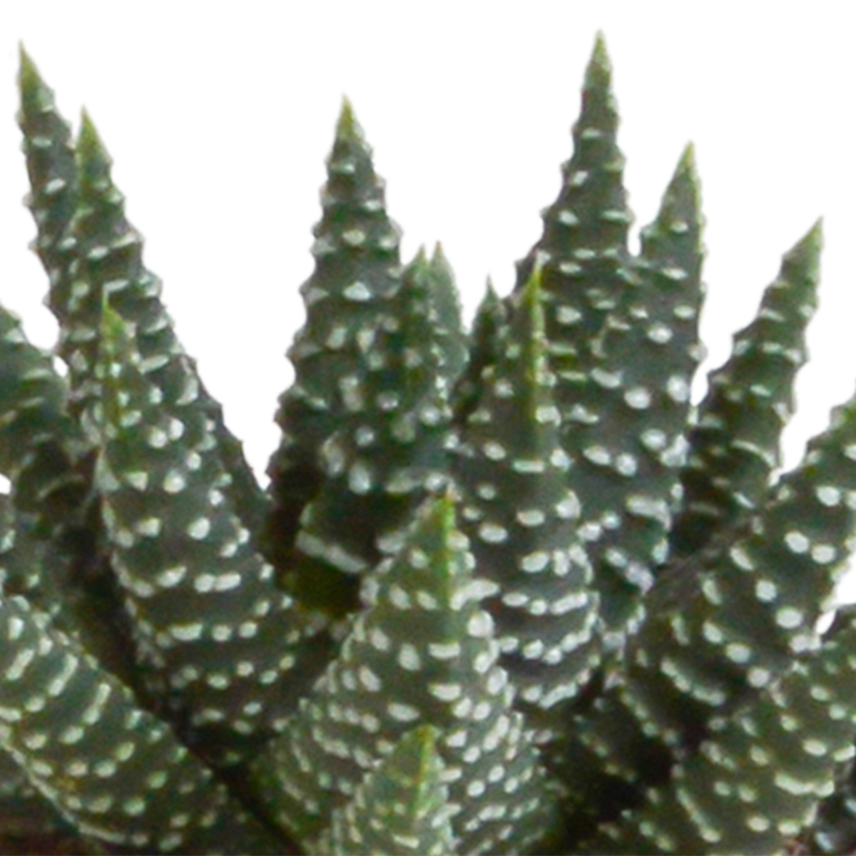 Gasteria/Haworthia mix 5,5cm - 5x - in Mexicaanse pot